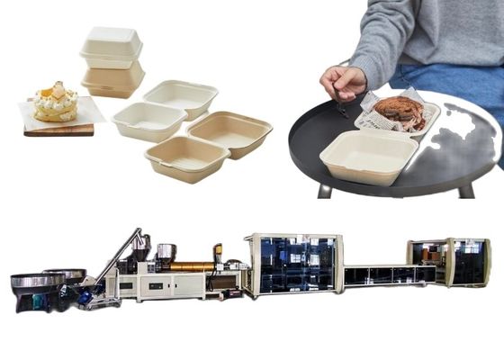 Blasen-Maschinerie-Burger-Kasten-Linie biologisch abbaubare Nahrungsmittelbehälter-Wegwerfmaschine